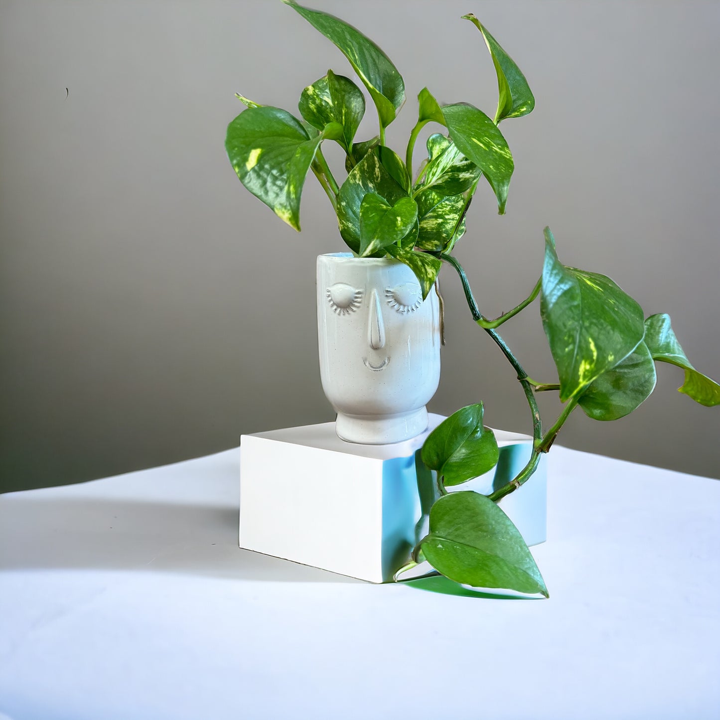 Happy Plant