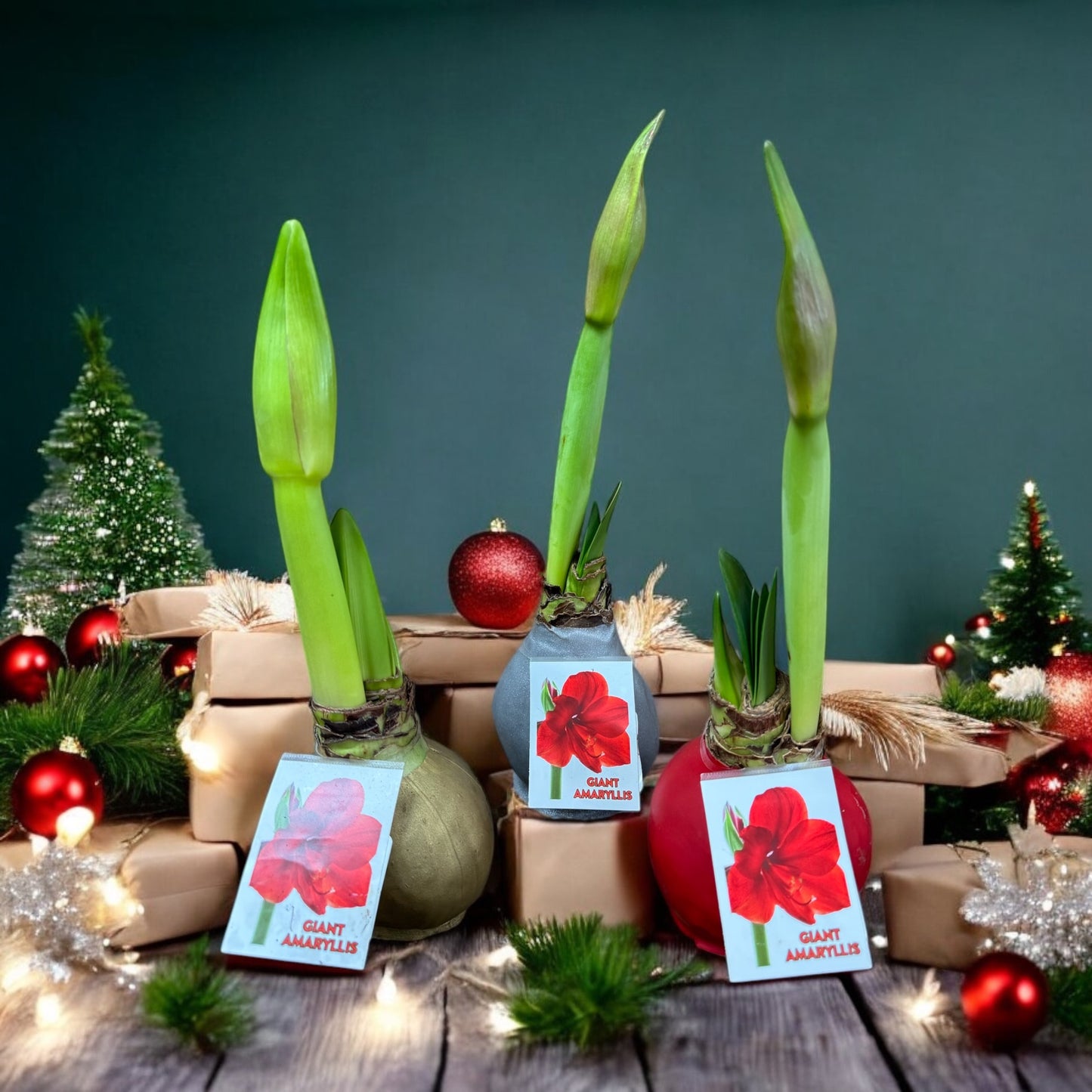 Set of Three Giant Amaryllis