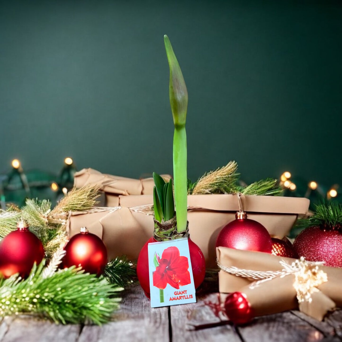 Single Giant Amaryllis