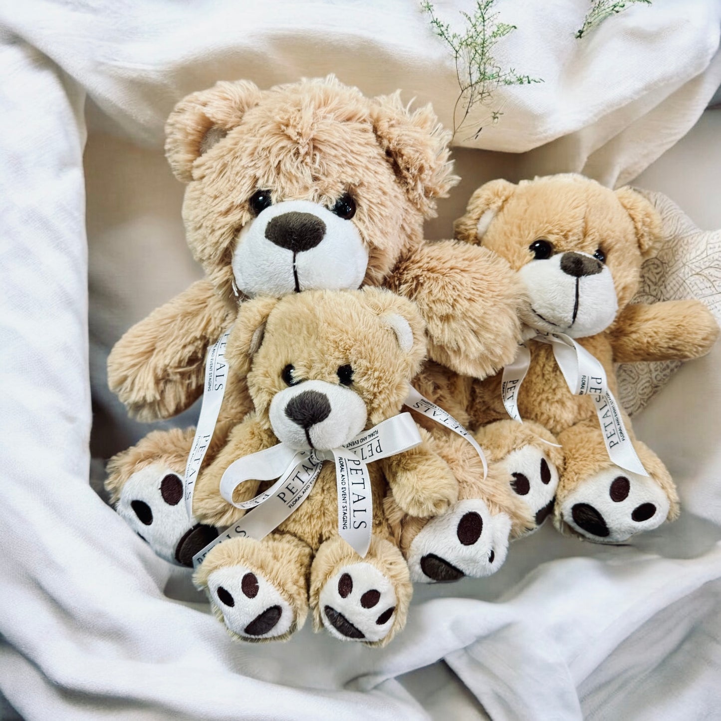 Teddy's Bear