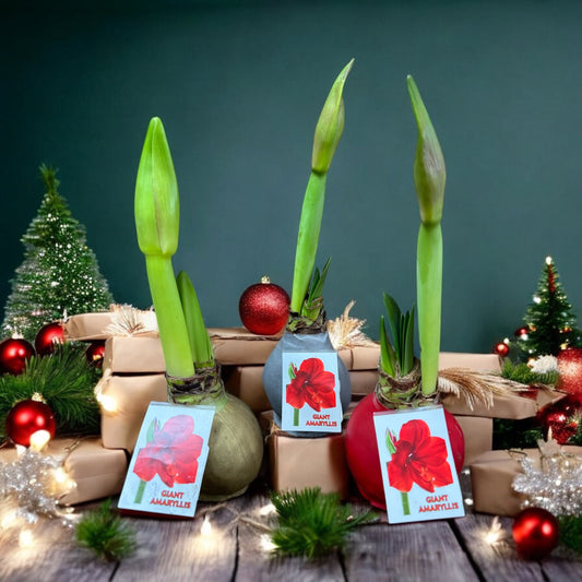 Set of Three Giant Amaryllis